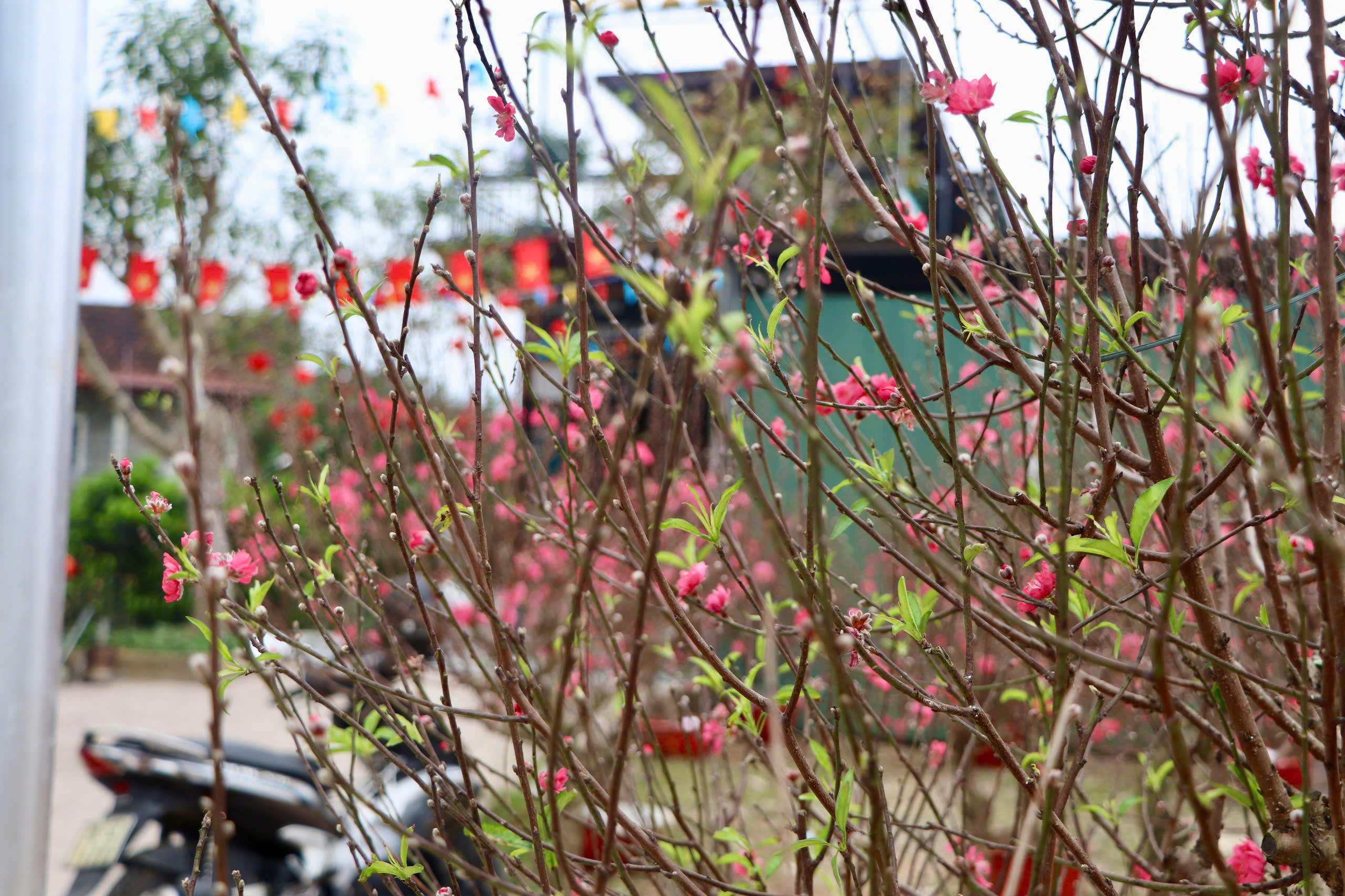 Thượng Đức- Niềm tin xuân mới.